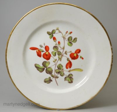 Derby porcelain botanical plate 'Scarlet Glycine' (Sweet Pea), circa 1820