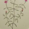 Creamware pottery botanical plate decorated with Berry Bearing Chironia, circa 1800