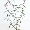 Creamware pottery botanical plate decorated with Berry Bearing Chironia, circa 1800