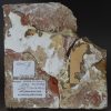 Broken medieval tile possibly Langley Abbey Norfolk, 14th Century