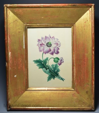 Watercolour of a flower, circa 1830